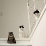 婚活中に相手の優しさを計る「猫」質問