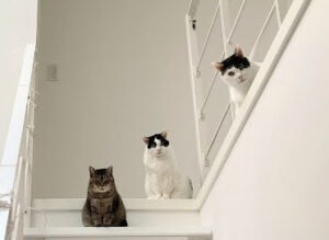 婚活中に相手の優しさを計る「猫」質問