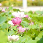 婚活成功のための3つのスピリチュアルアプローチ：心を整え、理想の相手を引き寄せる方法