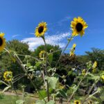 「半信半疑」が「本気」に変わる！開運日活用術【2025年7月後半～8月】