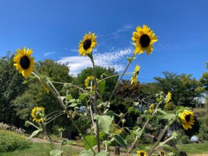 「半信半疑」が「本気」に変わる！開運日活用術【2025年7月後半～8月】